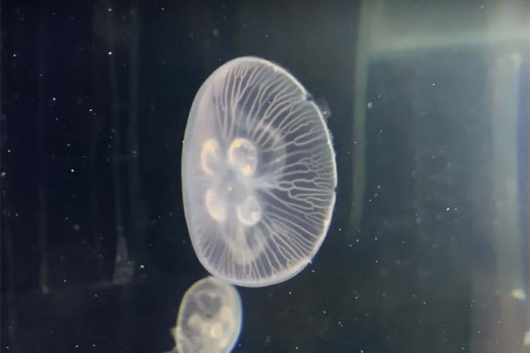 Meduze nastale u laboratoriji plivaju tri puta brže