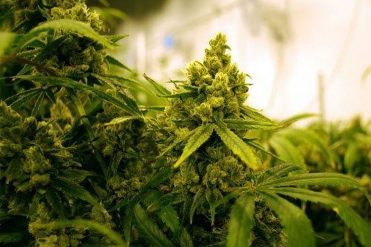 Austrijanac osumnjičen da je u Prozoru imao laboratoriju za uzgoj marihuane