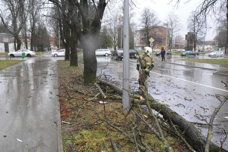 Jak vjetar srušio stablo kestena u centru Prijedora