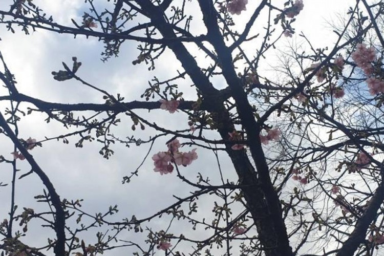 U Mostaru procvjetala japanska trešnja
