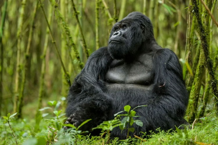 Grom u Ugandi ubio četiri gorile iz ugrožene vrste