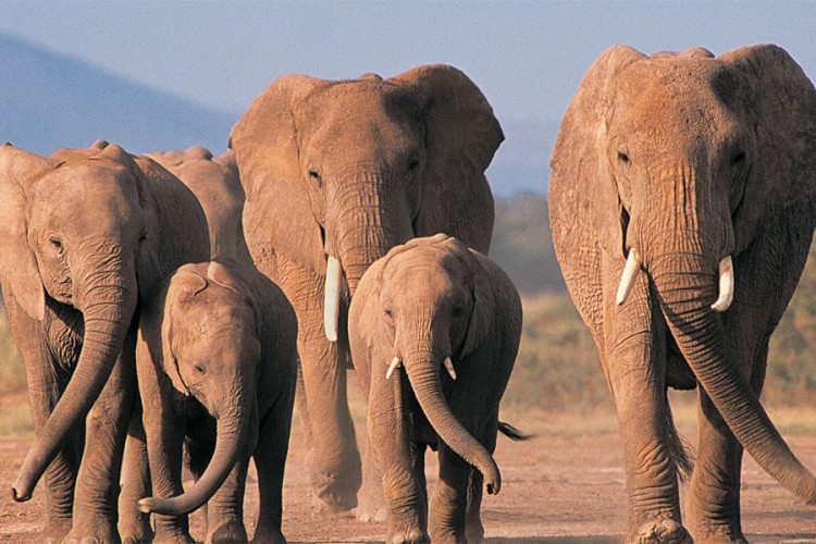 Bocvana prodala pravo na odstrel za 43.000 $ po slonu