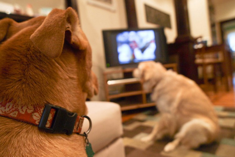 Znate li šta pas vidi kada gleda televiziju?
