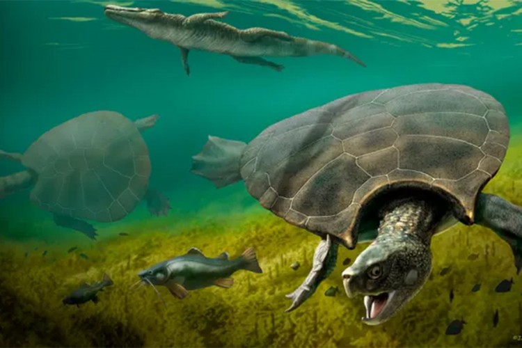 Pronađeni fosili kornjače veličine automobila