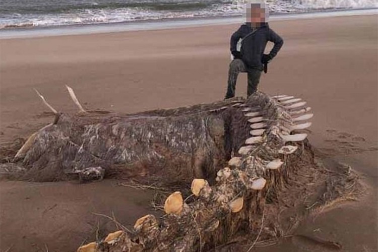 "Kjara" na obalu Škotske izbacila ostatke misterioznog stvorenja