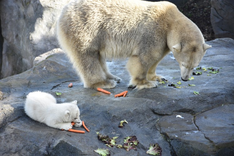 Mladunče polarnog medvjeda rođeno u Šenbrunu prvi put u javnosti
