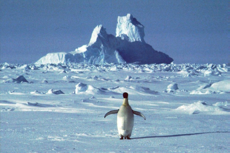 Antarktik nikad topliji, izmjereno 20,75 stepeni