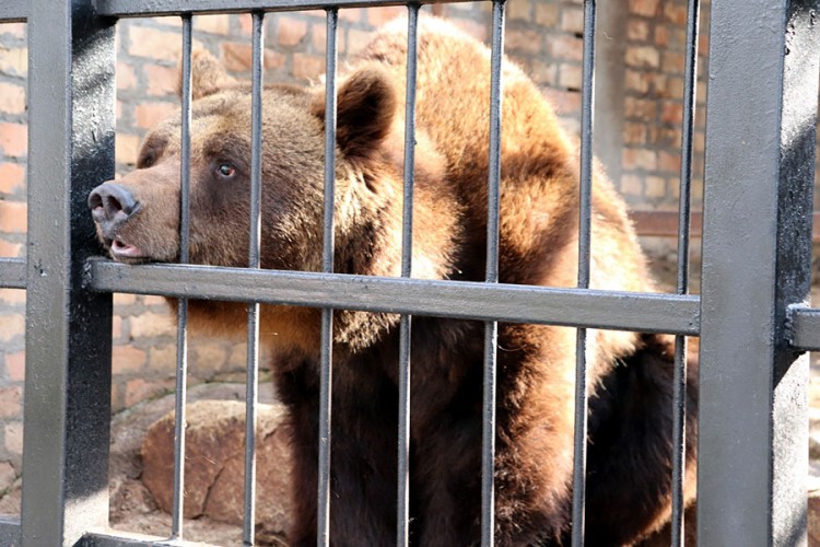 Medvjedi u ZOO vrtu u Jagodini vidjeli svoju sjenku, zima traje