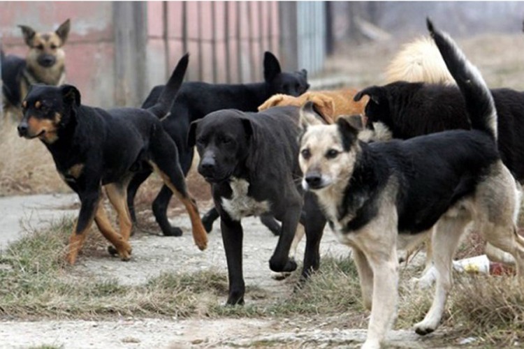 Azil za pse na Manjači niče početkom marta