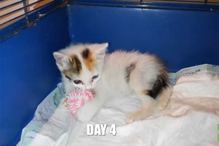 Maca lutalica doživjela transformaciju za samo sedam dana