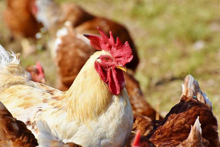 Otkrivena epidemija ptičjeg gripa na farmi u Bugarskoj
