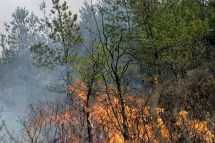 Apel građanima da ne pale vatre blizu šuma i zasada