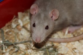 Uče pacove da "nanjuše" rak kod čovjeka