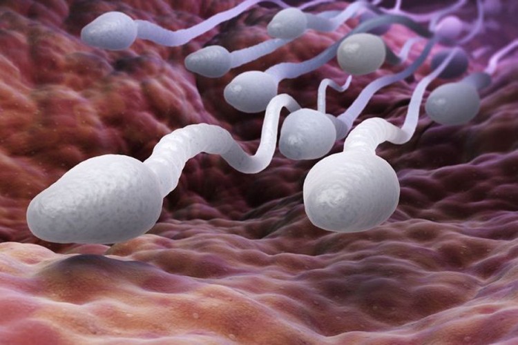 Naučnici: Zapadno društvo pogodio "spermagedon"