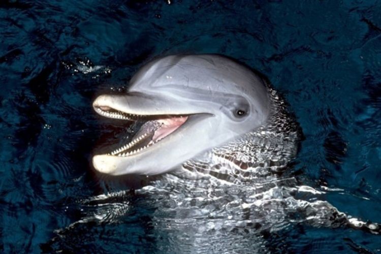Prva ambulanta za delfine otvara se u junu