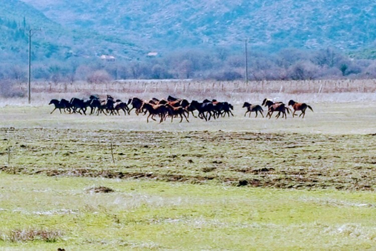 Sahranjeni divlji konji ubijeni u okolini Trebinja