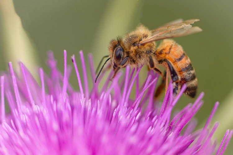 Pčele nisu jedina vrsta koju svijet ne smije da izgubi