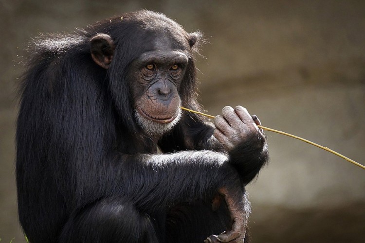 Zoološki vrt u Bratislavi zatvorio paviljon s majmunima