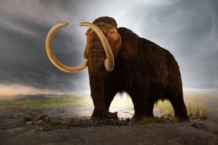 Tajanstvena građevina napravljena od kostiju mamuta otkrivena u Rusiji