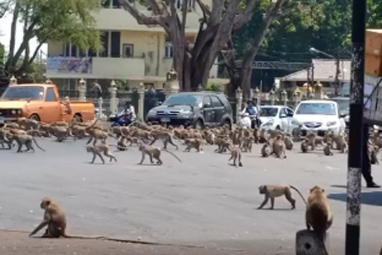 Ljudi u karantinu, životinje okupirale gradske ulice