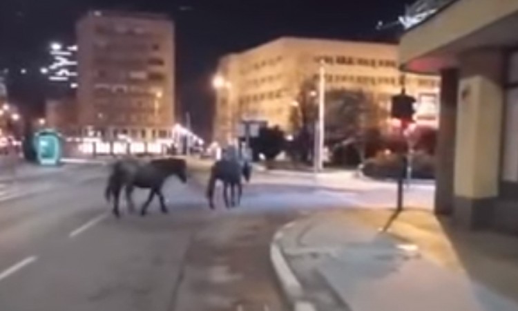 Divlji konji prošetali centrom Sarajeva