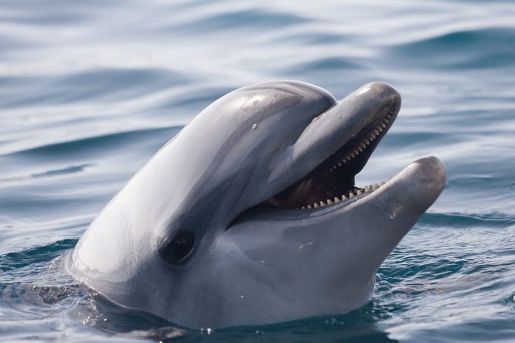 Korona virus "očistio" rijeke i mora: Delfini su se vratili u Trst