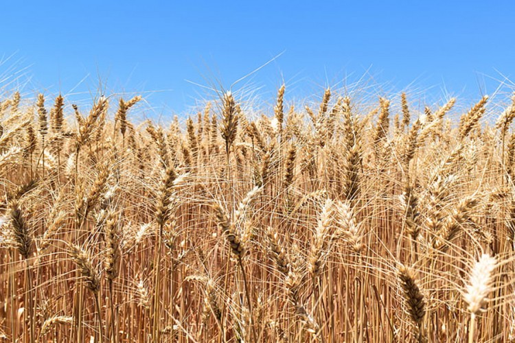 Cijena ruske pšenice veća od cijene nafte