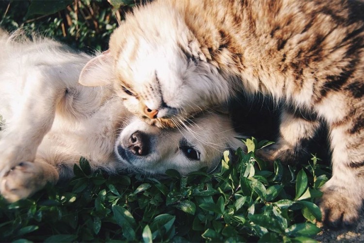 Psi i mačke ne prenose virus niti obolijevaju od njega