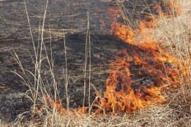 Vatra sa privatnog imanja zapalila šumu smrče