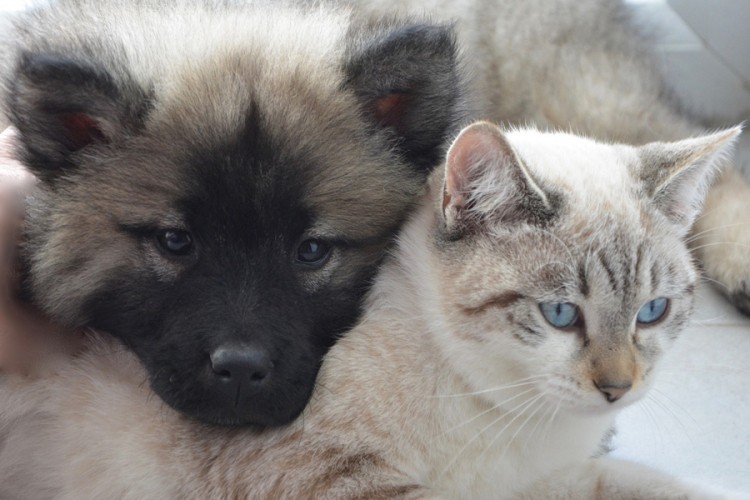 Prvi grad u Kini koji je zabranio da se jedu psi i mačke