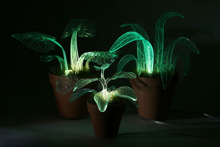 Naučnici kreiraju biljke koje svijetle u mraku