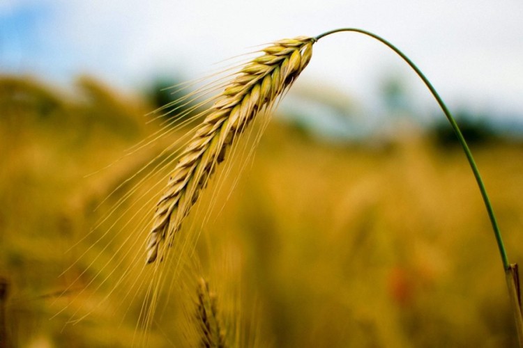 Zabranjen uvoz 24 tone sjemena ječma iz Hrvatske