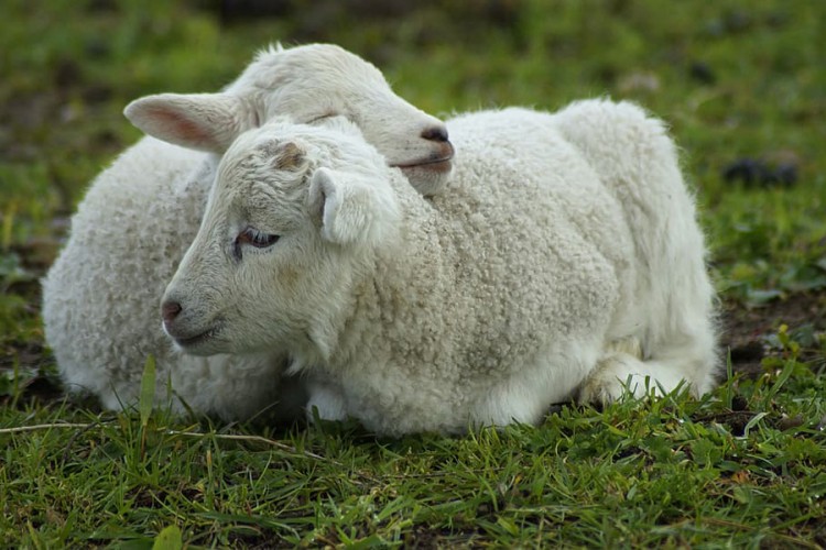 Veliki problemi uzgajivača ovaca i koza: "Potpuno stala prodaja jagnjadi"