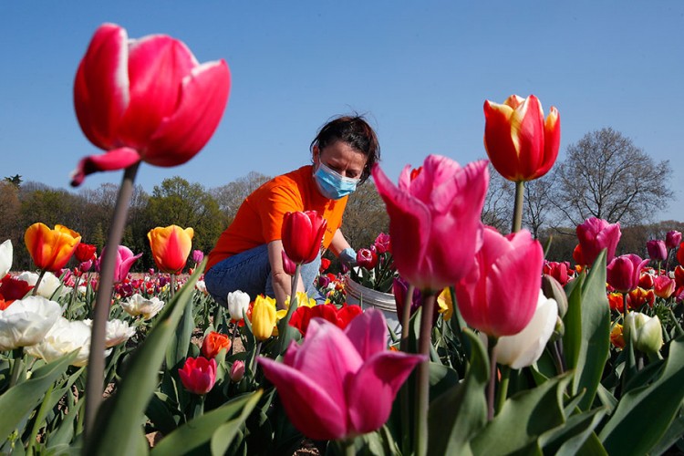 Korona "pokosila" milione cvjetova u Holandiji