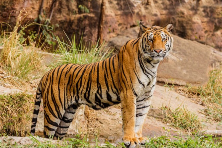 Tigar se pojavio na nadmorskoj visini od 2500 metara u Nepalu