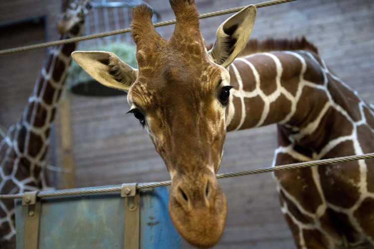 Zoološki vrtovi: Prisiljeni smo neke životinje nahraniti drugima