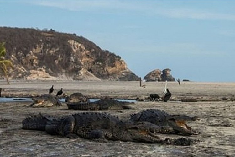 Krokodili umjesto turista zavladali plažom u Meksiku