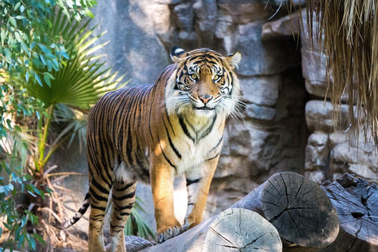 Osam divljih životinja zaraženo virusom korona u Zoološkom vrtu