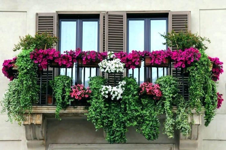 Cvijeće koje uspijeva: Sedam krasotica za balkone na sunčanoj strani