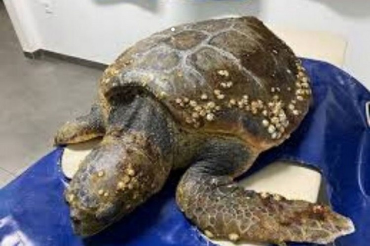 Kornjača Huanita uginula u Puli, jer je progutala plastične čepove