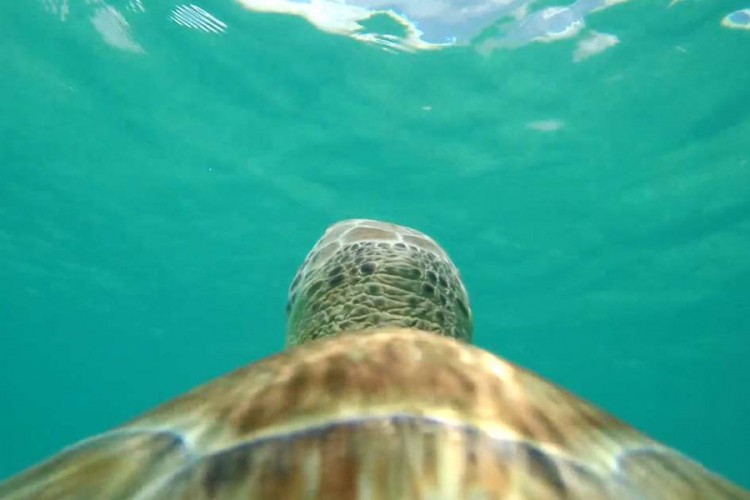 Projekat koji je zaludio svijet: Okean iz ugla morske kornjače