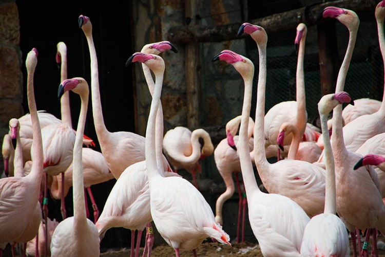 Flamingosi se druže kao ljudi, važan im fizički izgled