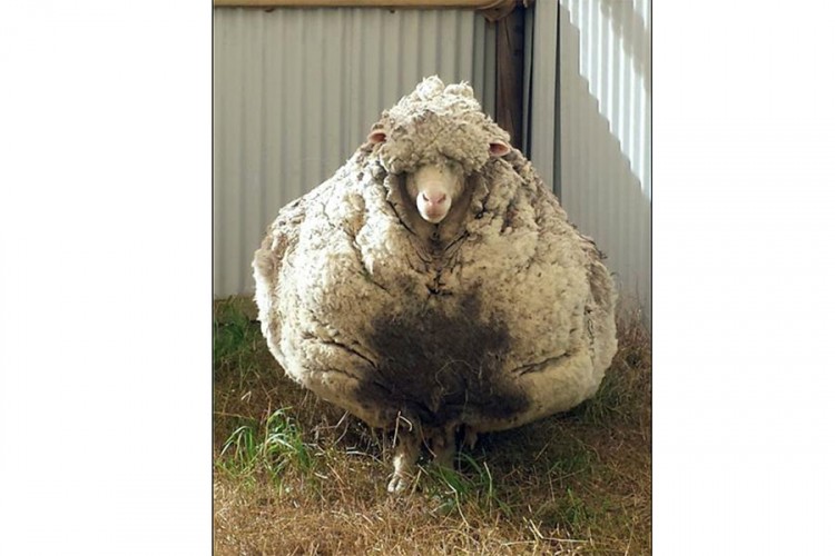 Odbjegla merino ovca u humanitarnoj akciji za oboljele od virusa korona