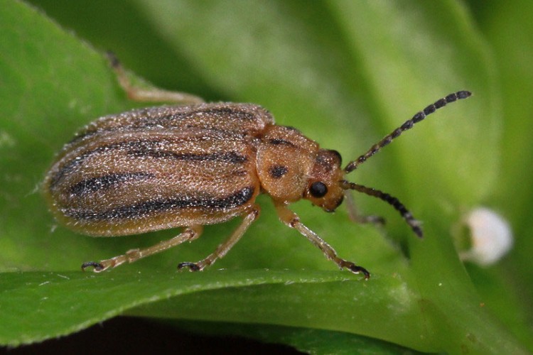 Naučnici vjeruju da je insekt rješenje za ambroziju