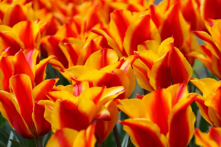 Holandska farma cvijeća poslala specijalnu poruku turistima
