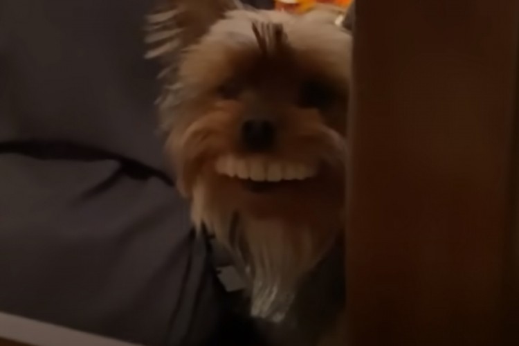 Hit na internetu: Pas ukrao vlasniku zube