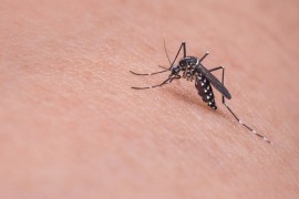 Mikrob sprečava zarazu komaraca malarijom