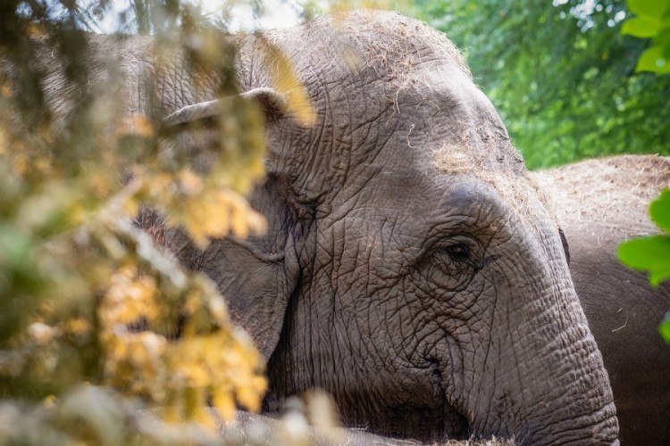 Pijani slonovi: Najveći na kopnu, a najteže podnose alkohol
