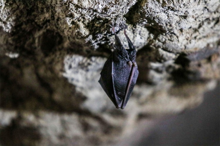 U pećinama Resave živi 28 vrsta šišmiša, ne prenose koronu