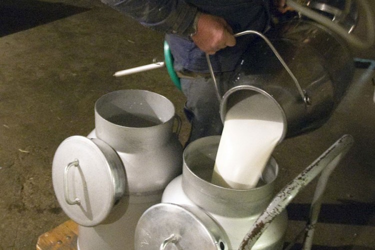 Proizvodnja svježeg mlijeka u padu, a izvoz raste